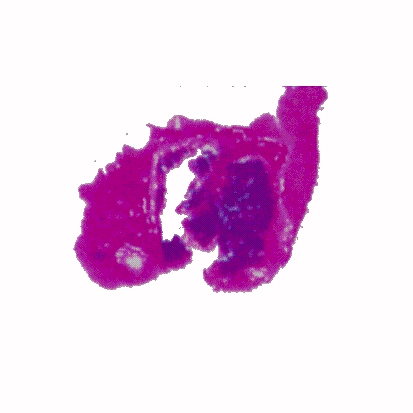 p-h-49.jpg (47970 Byte)