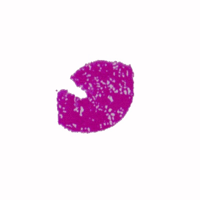 p-h-52.jpg (30068 Byte)