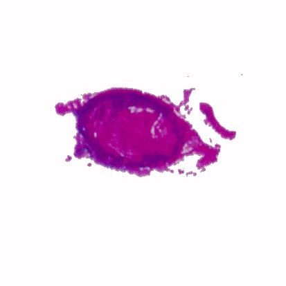 p-h-57.jpg (34259 Byte)