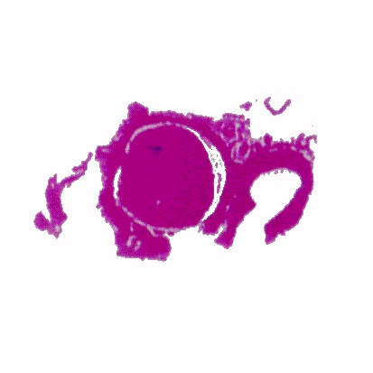 p-h-63.jpg (46492 Byte)