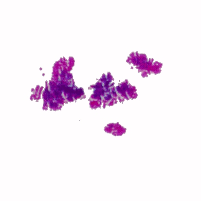 p-h-51.jpg (31623 Byte)