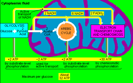 logobiochemie.gif (10442 Byte)